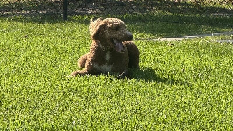 Bark Park - Gulfport, MS