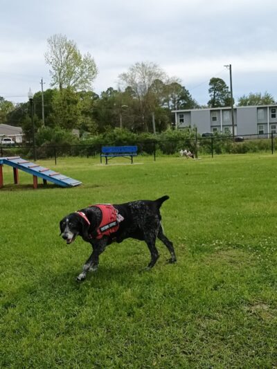 Bark Park - Gulfport, MS
