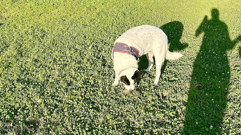 Bark Park - Gulfport, MS