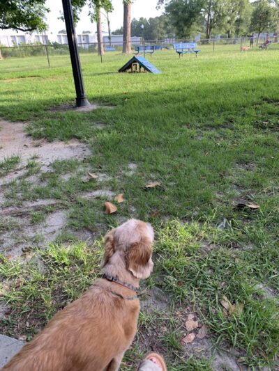 Bark Park - Gulfport, MS
