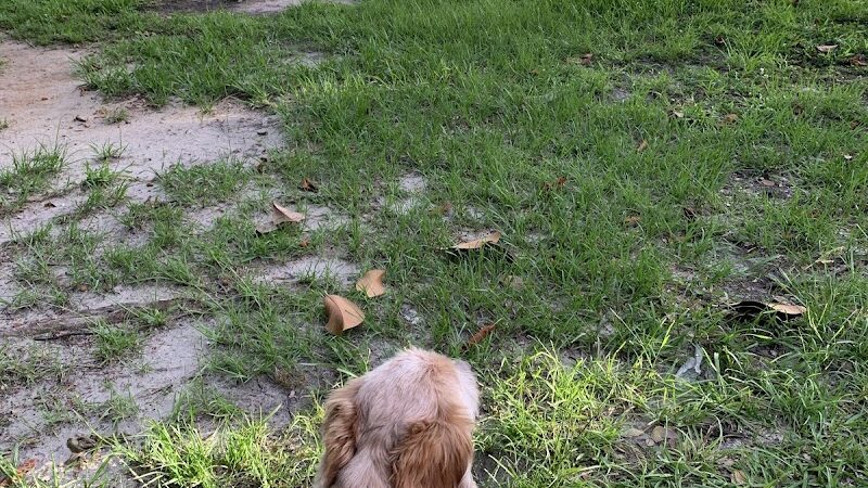 Bark Park - Gulfport, MS