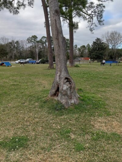 Bark Park - Gulfport, MS