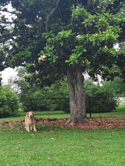 Bark Park - Gulfport, MS