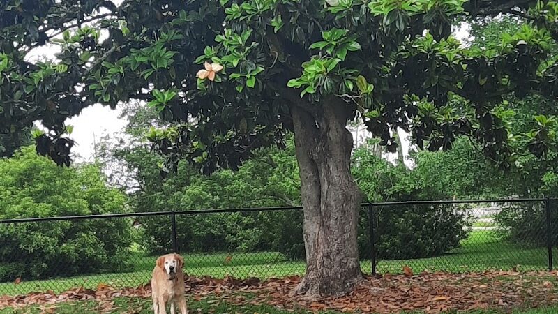 Bark Park - Gulfport, MS