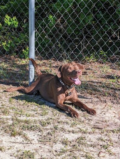 Seabee Base Dog Park - Gulfport, MS
