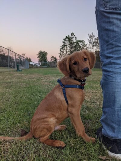 Seabee Base Dog Park - Gulfport, MS
