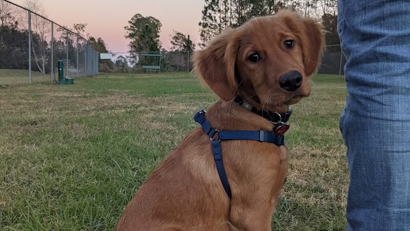 Seabee Base Dog Park - Gulfport, MS
