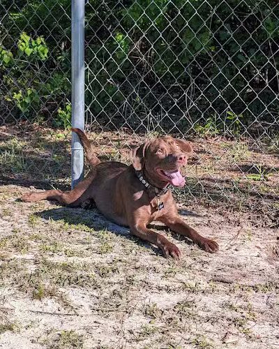 Seabee Base Dog Park - Gulfport, MS