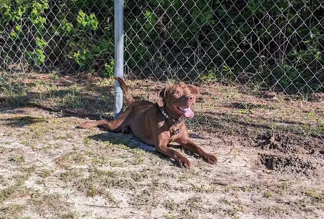 Seabee Base Dog Park - Gulfport, MS