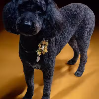 Hairdos 4 Hounds - Hale,