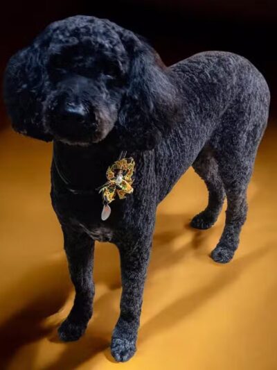 Hairdos 4 Hounds - Hale,