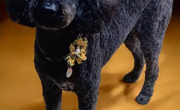 Hairdos 4 Hounds - Hale,