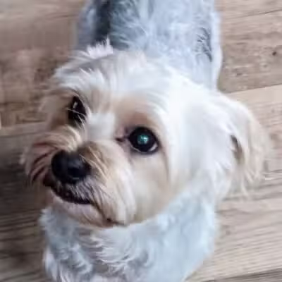 Hairdos 4 Hounds - Hale,