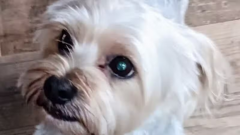 Hairdos 4 Hounds - Hale,