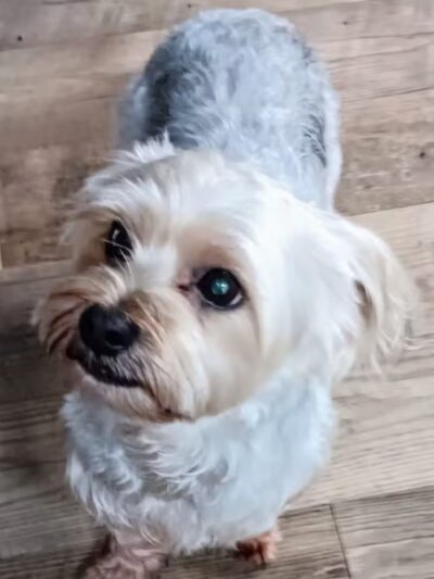 Hairdos 4 Hounds - Hale,