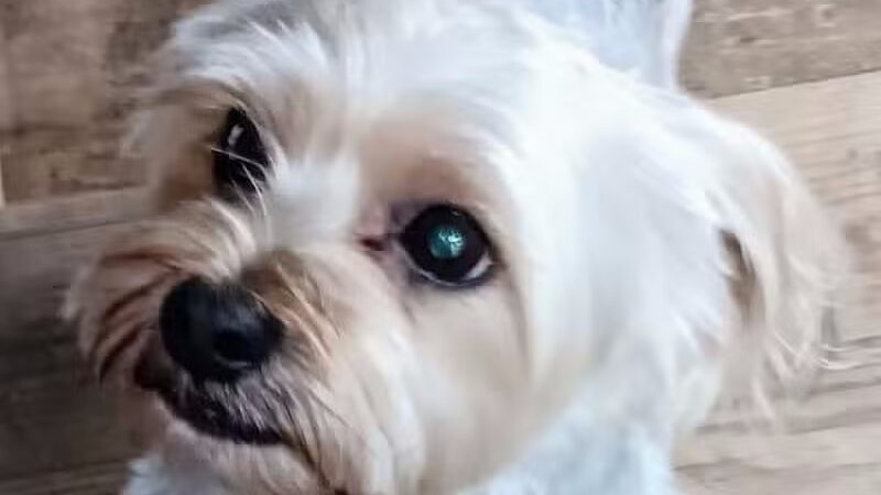 Hairdos 4 Hounds - Hale,