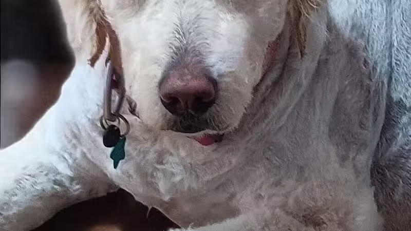 Hairdos 4 Hounds - Hale,