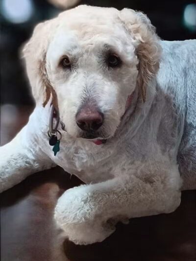 Hairdos 4 Hounds - Hale,