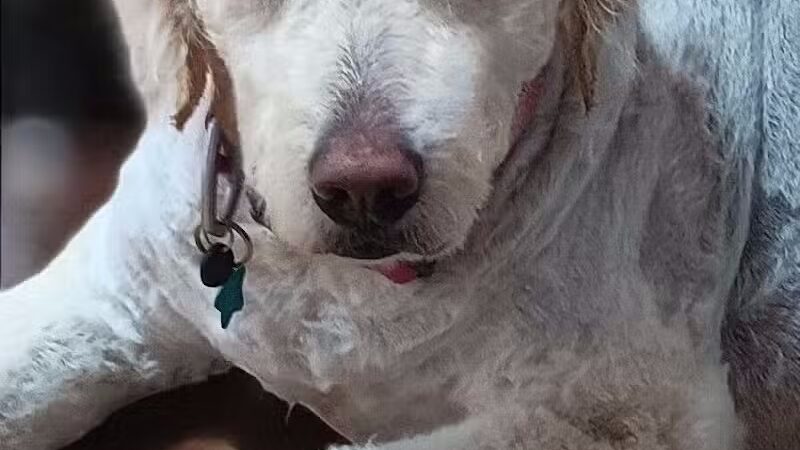 Hairdos 4 Hounds - Hale,