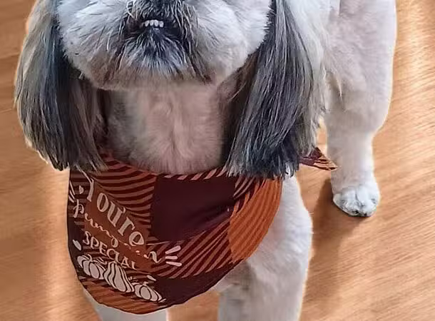 Hairdos 4 Hounds - Hale,