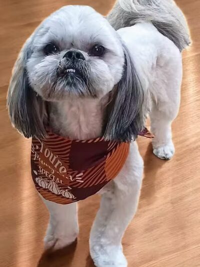 Hairdos 4 Hounds - Hale,