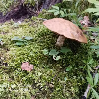 Loon Lake Park Plainfield Township - Hale,