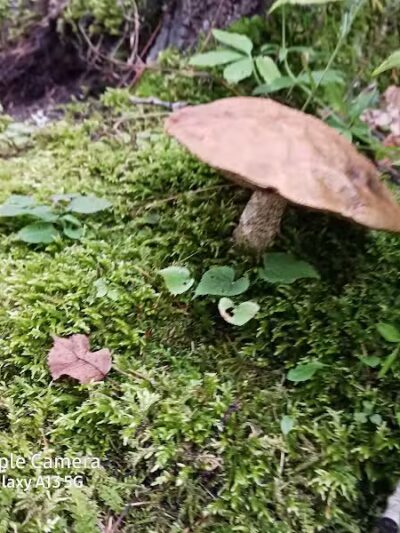 Loon Lake Park Plainfield Township - Hale,