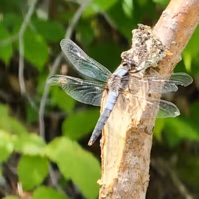 Loon Lake Park Plainfield Township - Hale,