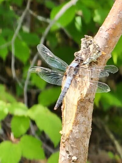 Loon Lake Park Plainfield Township - Hale,