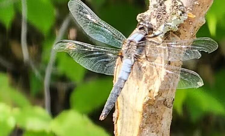 Loon Lake Park Plainfield Township - Hale,