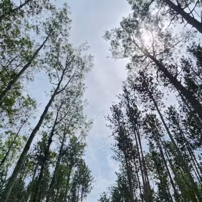 Loon Lake Park Plainfield Township - Hale,