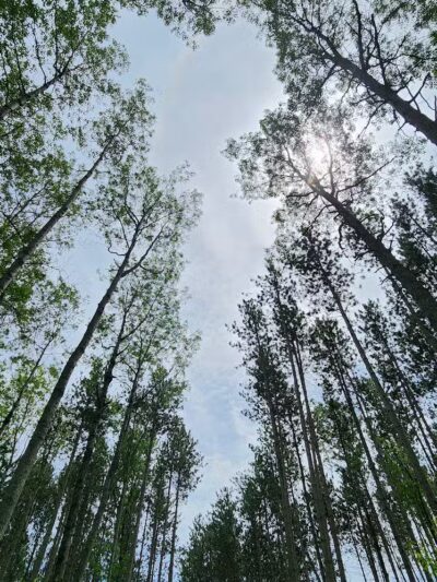 Loon Lake Park Plainfield Township - Hale,