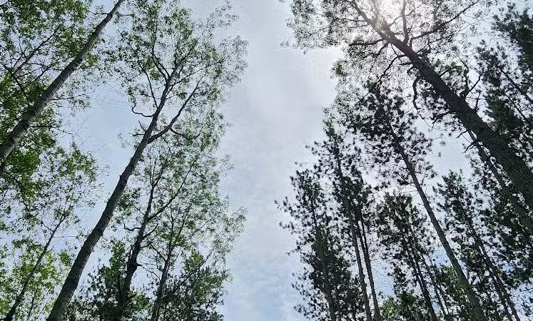 Loon Lake Park Plainfield Township - Hale,