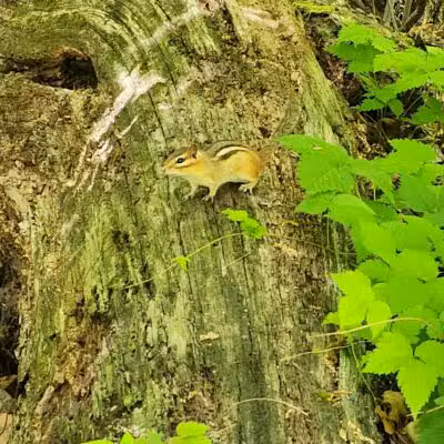 Loon Lake Park Plainfield Township - Hale,
