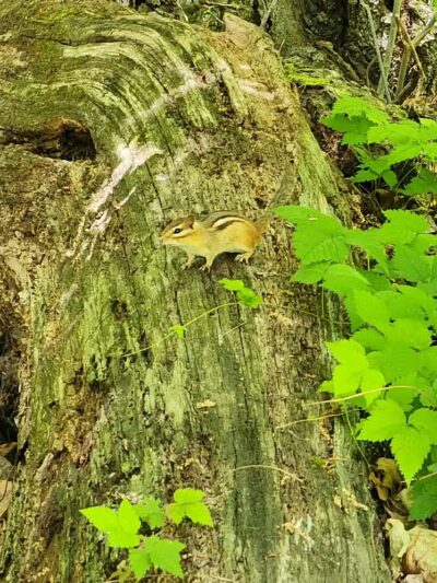 Loon Lake Park Plainfield Township - Hale,