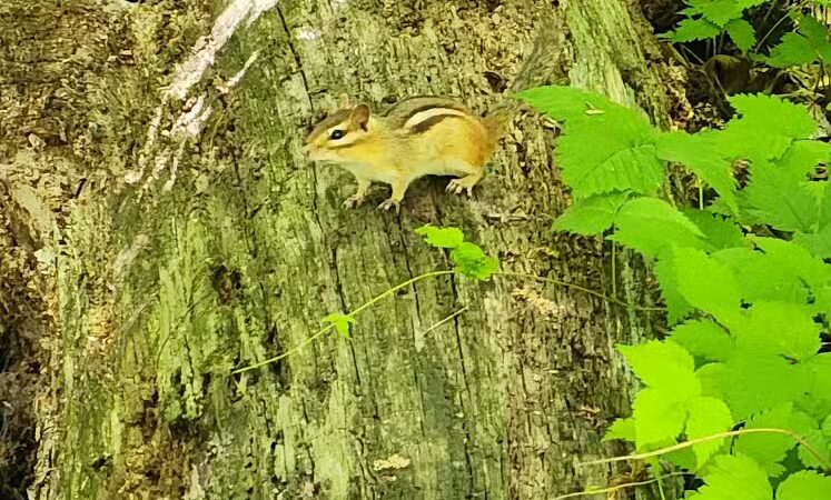 Loon Lake Park Plainfield Township - Hale,