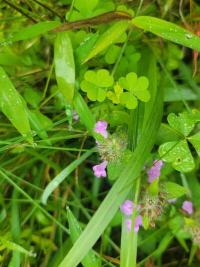 Parking Area Lake Ontelaunee Trails - Hamburg, PA
