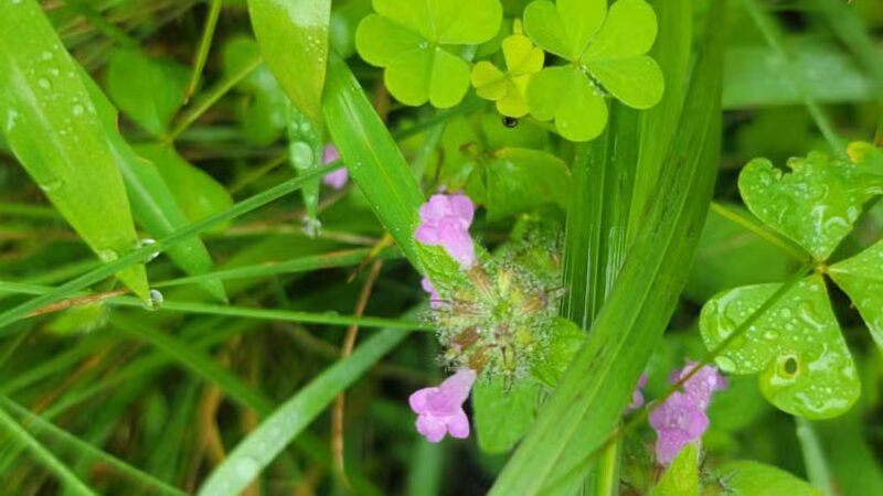 Parking Area Lake Ontelaunee Trails - Hamburg, PA