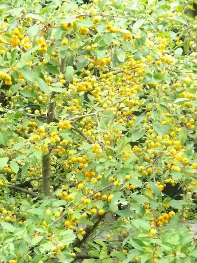 Winkelhaus Park - Hamburg,