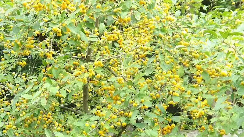 Winkelhaus Park - Hamburg,