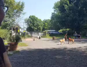 Hamden Dog Park - Hamden, CT