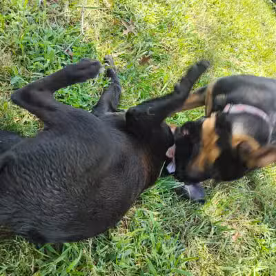 Ridgway Bark Park - Hampton, VA