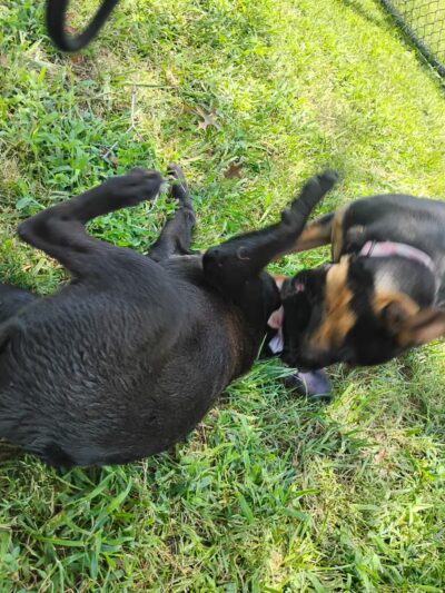 Ridgway Bark Park - Hampton, VA