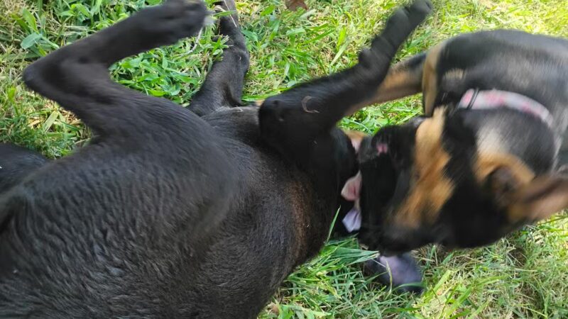 Ridgway Bark Park - Hampton, VA