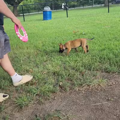 Ridgway Bark Park - Hampton, VA
