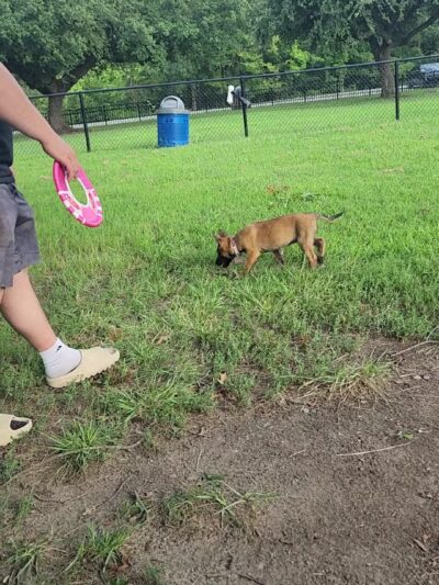 Ridgway Bark Park - Hampton, VA