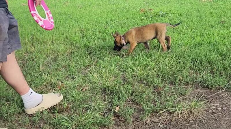 Ridgway Bark Park - Hampton, VA