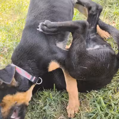 Ridgway Bark Park - Hampton, VA