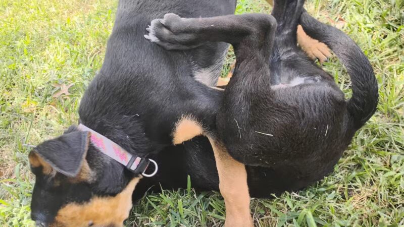 Ridgway Bark Park - Hampton, VA