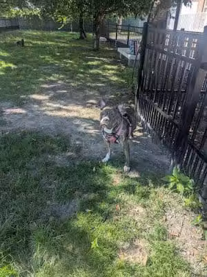 Downtown Hampton Dog Park - Hampton, VA